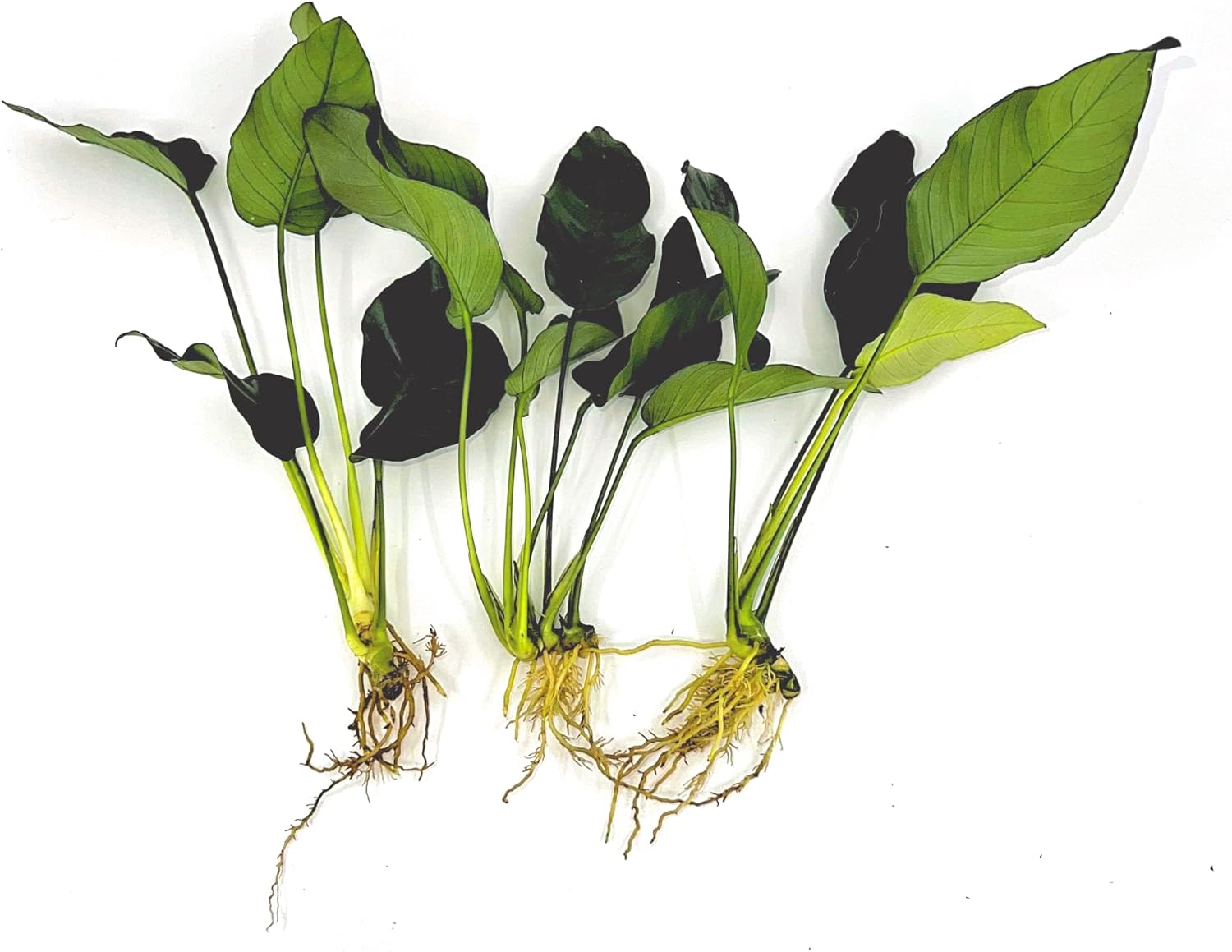 Live Anubias Plant Bundle (3-Pack)