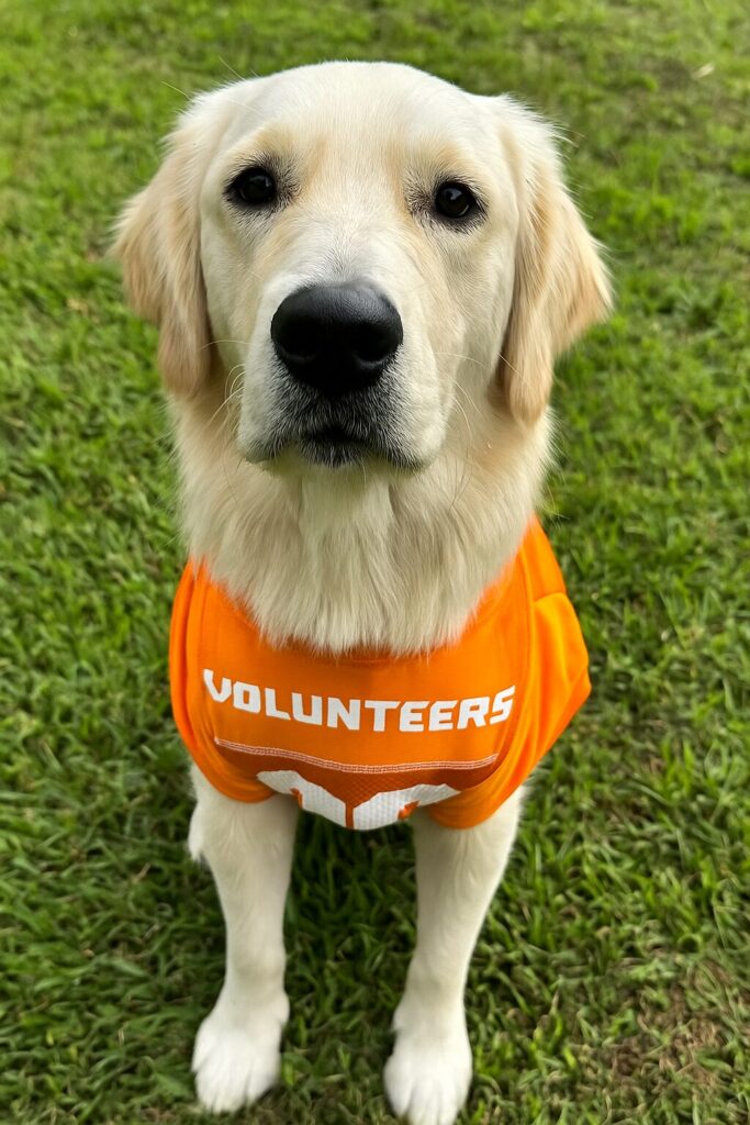 dog wearing an orange sports jersey 